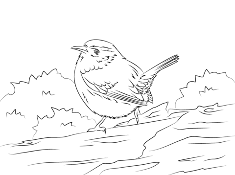 Cute Carolina Wren Coloring Page